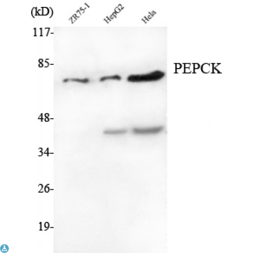 PCK2 / PEPCK Antibody - Western Blot (WB) analysis using PEPCK Monoclonal Antibody against ZR75-1, HepG2, HeLa cell lysate.