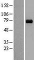 PCK2 / PEPCK Protein - Western validation with an anti-DDK antibody * L: Control HEK293 lysate R: Over-expression lysate