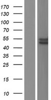 PCK2 / PEPCK Protein - Western validation with an anti-DDK antibody * L: Control HEK293 lysate R: Over-expression lysate