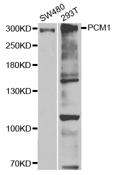 PCM1 Antibody - Western blot analysis of extracts of various cell lines, using PCM1 antibody.