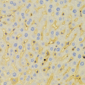 PCM1 Antibody - Immunohistochemistry of paraffin-embedded Mouse liver tissue.