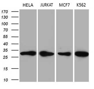 PCMT1 Antibody - Western blot analysis of extracts. (35ug) from 4 different cell lines by using anti-PCMT1 monoclonal antibody. (1:500)