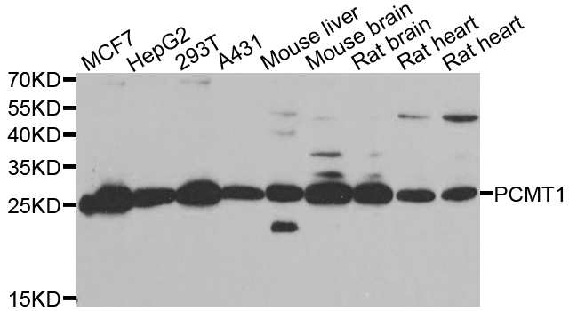 PCMT1 Antibody - Western blot analysis of extracts of various cell lines.