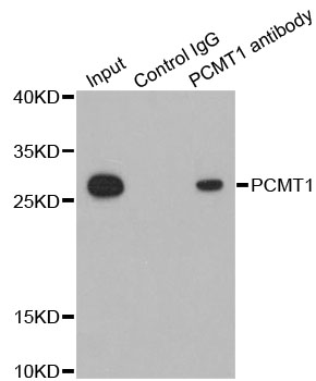 PCMT1 Antibody - Immunoprecipitation analysis of 200ug extracts of HepG2 cells.