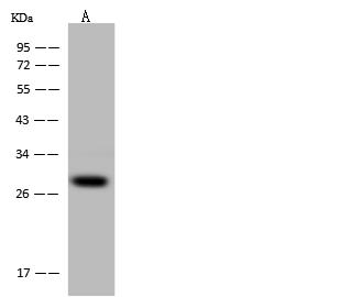 PCMT1 Antibody - Anti-PCMT1 rabbit polyclonal antibody at 1:500 dilution. Lane A: 293T Whole Cell Lysate. Lysates/proteins at 30 ug per lane. Secondary: Goat Anti-Rabbit IgG (H+L)/HRP at 1/10000 dilution. Developed using the ECL technique. Performed under reducing conditions. Predicted band size: 25 kDa. Observed band size: 28 kDa.