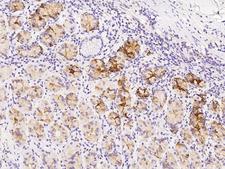 PCMT1 Antibody - Immunochemical staining of human PCMT1 in human stomach with rabbit polyclonal antibody at 1:300 dilution, formalin-fixed paraffin embedded sections.