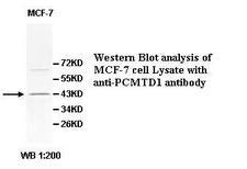 PCMTD1 Antibody