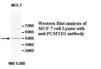 PCMTD1 Antibody