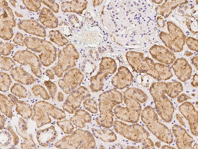 PCMTD2 Antibody - Immunochemical staining of human PCMTD2 in human kidney with rabbit polyclonal antibody at 1:500 dilution, formalin-fixed paraffin embedded sections.