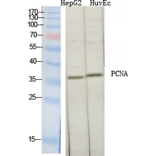 PCNA Antibody - Western blot of PCNA antibody