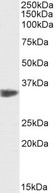 PCNA Antibody - PCNA biotinylated antibody (0.05ug/ml) staining of Jurkat lysate (35µg protein in RIPA buffer). Primary incubation was 1 hour. Detected by chemiluminescence, using streptavidin-HRP and using NAP blocker as a substitute for skimmed milk.
