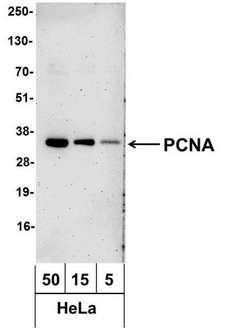 PCNA Antibody - Detection of Human PCNA by Western Blot. Samples: Whole cell lysate from HeLa (50, 15, and 5 ug). Antibody: Affinity purified, biotin-conjugated, rabbit anti-Actin antibody used at 1.0 ug/ml. Detection: Streptavidin-HRP and chemiluminescence with an exposure time of 3 minutes. This image was taken for the unconjugated form of this product. Other forms have not been tested.