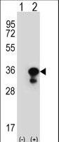 PCNA Antibody - Western blot of PCNA (arrow) using rabbit polyclonal PCNA Antibody. 293 cell lysates (2 ug/lane) either nontransfected (Lane 1) or transiently transfected (Lane 2) with the PCNA gene.