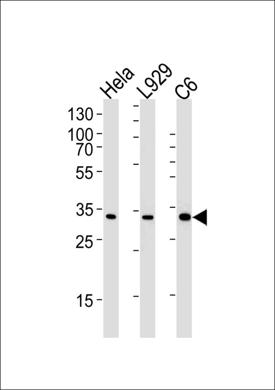 PCNA Antibody - PCNA Antibody western blot of HeLa, mouse L929 and rat C6 cell line lysates (35 ug/lane). The PCNA antibody detected the PCNA protein (arrow).
