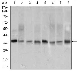 PCNA Antibody - Western blot using PCNA mouse monoclonal antibody against A431 (1), HEK293 (2), HeLa (3), HepG2 (4), Raji (5), MOLT4 (6), COS7 (7), and MCF-7 (8) cell lysate.