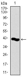 PCNA Antibody - Western blot using PCNA monoclonal antibody against human PCNA recombinant protein. (Expected MW is 41.2 kDa)
