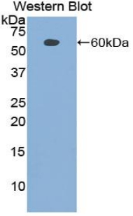 PCNA Antibody - Western blot of recombinant PCNA / Cyclin.  This image was taken for the unconjugated form of this product. Other forms have not been tested.