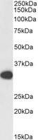 PCNA Antibody - Biotinylated Goat Anti-PCNA antibody (1µg/ml) staining of HeLa lysate (35µg protein in RIPA buffer), exactly mirroring its parental non-biotinylated product. Primary incubation was 1 hour. Detected by chemiluminescencence, using streptavidin-HRP and using NAP blocker as a substitute for skimmed milk.