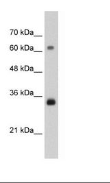 PCNA Antibody - HepG2 Cell Lysate.  This image was taken for the unconjugated form of this product. Other forms have not been tested.