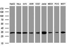 PCNA Antibody - Western blot of extracts (35 ug) from 9 different cell lines by using anti-PCNA monoclonal antibody (HepG2: human; HeLa: human; SVT2: mouse; A549: human; COS7: monkey; Jurkat: human; MDCK: canine; PC12: rat; MCF7: human).