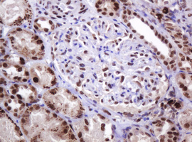 PCNA Antibody - IHC of paraffin-embedded Human Kidney tissue using anti-PCNA mouse monoclonal antibody.