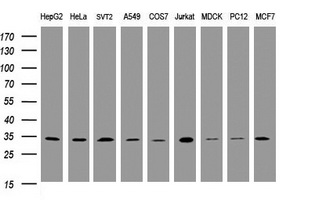PCNA Antibody - Western blot of extracts (35ug) from 9 different cell lines by using anti-PCNA monoclonal antibody (HepG2: human; HeLa: human; SVT2: mouse; A549: human; COS7: monkey; Jurkat: human; MDCK: canine; PC12: rat; MCF7: human).