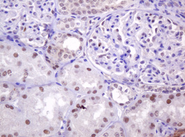 PCNA Antibody - IHC of paraffin-embedded Human Kidney tissue using anti-PCNA mouse monoclonal antibody. (Heat-induced epitope retrieval by 10mM citric buffer, pH6.0, 120°C for 3min).