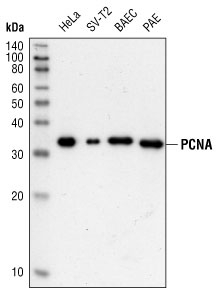PCNA Antibody - Western blot of human (HeLa), murine (SV-T2), bovine (BAEC), and porcine (PAE) cell extracts using PCNA (PC10) Mouse mAb.  This image was taken for the unconjugated form of this product. Other forms have not been tested.