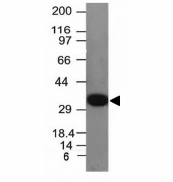 PCNA Antibody - Western blot analysis of HepG2 cell lysate using PCNA antibody (PCNA/694).  This image was taken for the unmodified form of this product. Other forms have not been tested.