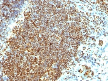 PCNA Antibody - Formalin-fixed, paraffin-embedded human tonsil stained with PCNA antibody (PCNA/694).  This image was taken for the unmodified form of this product. Other forms have not been tested.