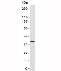 PCNA Antibody - Western blot analysis of HeLa cell lysate using PCNA antibody (PM441-1). Predicted molecular weight 30~36 kDa.  This image was taken for the unmodified form of this product. Other forms have not been tested.