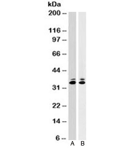 PCNA Antibody - Western blot testing of A) human HeLa and B) mouse NIH3T3 cell lysates with anti-PCNA antibody (clone SPM350). Predicted molecular weight ~29kDa, routinely observed at 29~36kDa. This image was taken for the unmodified form of this product. Other forms have not been tested.