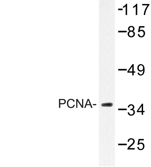 PCNA Antibody - Western blot of PCNA (I88) pAb in extracts from HepG2 cell.