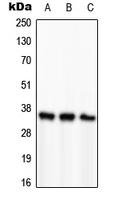 PCNA Antibody - Western blot analysis of PCNA expression in HeLa (A); SP2/0 (B); H9C2 (C) whole cell lysates.