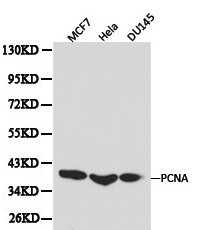 PCNA Antibody - Western blot of PCNA pAb in extracts from MCF7, Hela and DU145 cells.