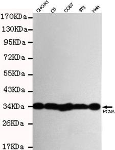 PCNA Antibody - Western blot detection of PCNA in HeLa, 3T3, COS7, C6 and CHO-K1 cell lysates using PCNA mouse monoclonal antibody (1:1000 dilution). Predicted band size: 36KDa. Observed band size:36KDa.