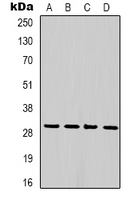 PCNA Antibody - Western blot analysis of PCNA expression in HeLa (A); 293T (B); NIH3T3 (C); rat brain (D) whole cell lysates.