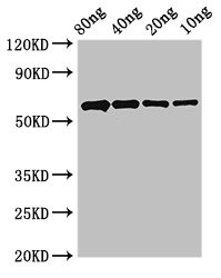 PCNA Antibody - Western Blot Positive WB detected in Recombinant protein All lanes: PCNA antibody at 2.4µg/ml Secondary Goat polyclonal to rabbit IgG at 1/50000 dilution Predicted band size: 59 kDa Observed band size: 59 kDa