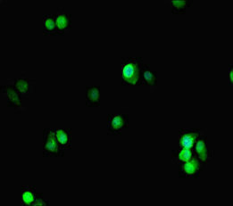 PCNA Antibody - Immunofluorescent analysis of HepG-2 cells diluted at 1:100 and Alexa Fluor 488-congugated AffiniPure Goat Anti-Rabbit IgG(H+L)