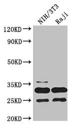PCNA Antibody - Western Blot Positive WB detected in: NIH/3T3 whole cell lysate, Raji whole cell lysate All lanes: PCNA antibody at 3.2µg/ml Secondary Goat polyclonal to rabbit IgG at 1/50000 dilution Predicted band size: 29 kDa Observed band size: 29, 25 kDa