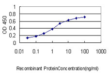 PCNA-Associated Factor Antibody - Detection limit for recombinant GST tagged KIAA0101 is approximately 0.03 ng/ml as a capture antibody.