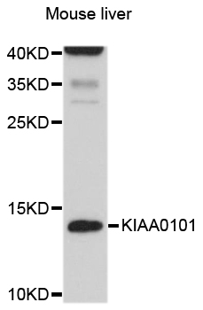 PCNA-Associated Factor Antibody - Western blot analysis of extracts of mouse liver, using KIAA0101 antibody at 1:1000 dilution. The secondary antibody used was an HRP Goat Anti-Rabbit IgG (H+L) at 1:10000 dilution. Lysates were loaded 25ug per lane and 3% nonfat dry milk in TBST was used for blocking. An ECL Kit was used for detection and the exposure time was 15s.