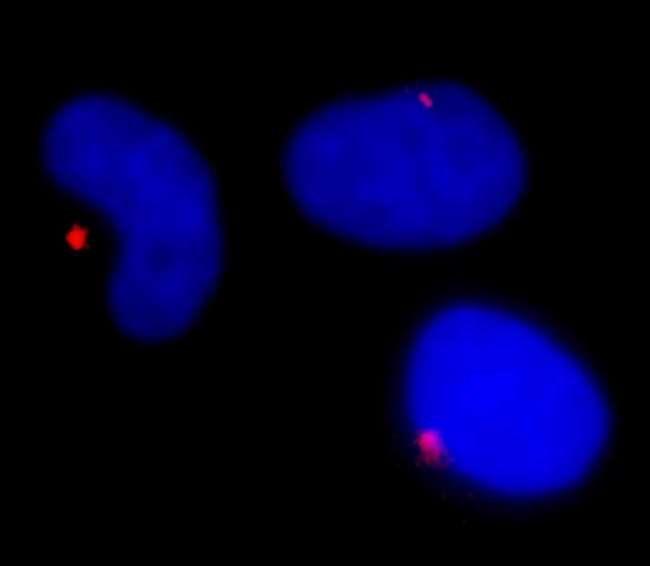 PCNT / Pericentrin Antibody - Detection of Human Pericentrin/Kendrin by Immunocytochemistry. Sample: Acetone-fixed asynchronous HeLa cells. Antibody: Affinity purified rabbit anti-Pericentrin/Kendrin used at a dilution of 1:100. Detection: Red-fluorescent Alexa Fluor 594 goat anti-rabbit IgG (Invitrogen).