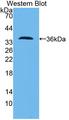 PCNT / Pericentrin Antibody - Western Blot; Sample: Recombinant protein.