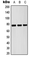PCNT / Pericentrin Antibody - Western blot analysis of Pericentrin expression in HEK293T (A); NIH3T3 (B); H9C2 (C) whole cell lysates.