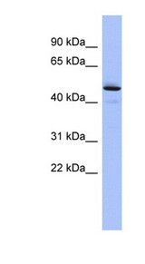 PCOLCE Antibody - PCOLCE antibody Western blot of Fetal Liver lysate. This image was taken for the unconjugated form of this product. Other forms have not been tested.