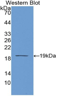 PCOLCE Antibody - Western blot of recombinant PCOLCE.