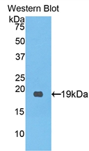 PCOLCE Antibody - Western Blot; Sample: Recombinant protein.