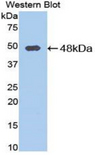 PCOLCE Antibody - Western blot of recombinant PCOLCE.  This image was taken for the unconjugated form of this product. Other forms have not been tested.
