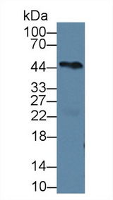 PCOLCE Antibody - Western Blot; Sample: Mouse Heart lysate; Primary Ab: 2µg/ml Rabbit Anti-Human PCPE1 Antibody Second Ab: 0.2µg/mL HRP-Linked Caprine Anti-Rabbit IgG Polyclonal Antibody